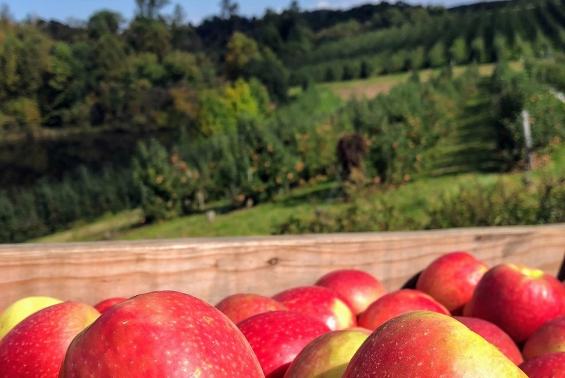 Wilkes Co apples closeup